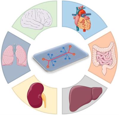 Organ-On-A-Chip: A Survey of Technical Results and Problems